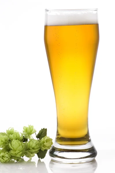 ビールとホップのガラス — ストック写真