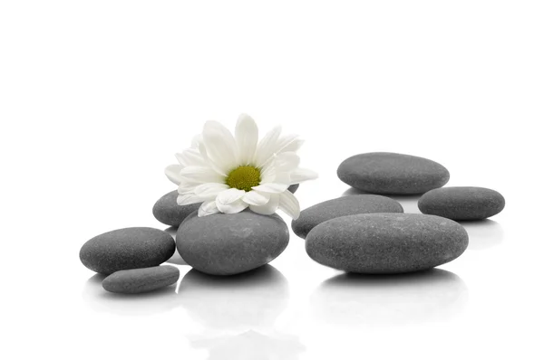 stock image Rocks and flower on white