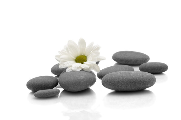 Rocks and flower on white
