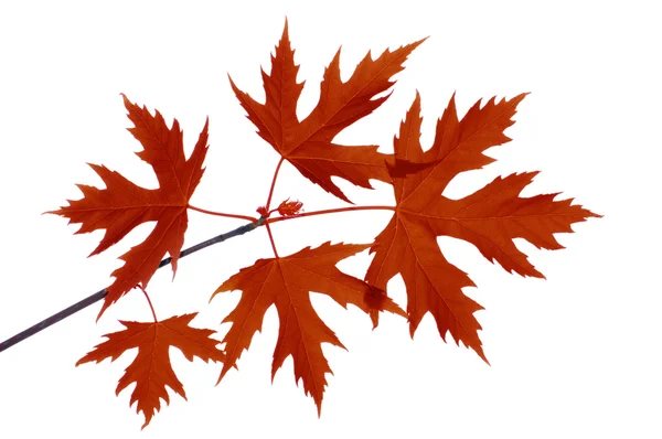 Folhas de outono ramo isolado — Fotografia de Stock