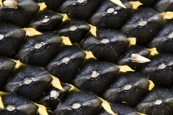 Sfondo semi di girasole — Foto stock gratuita