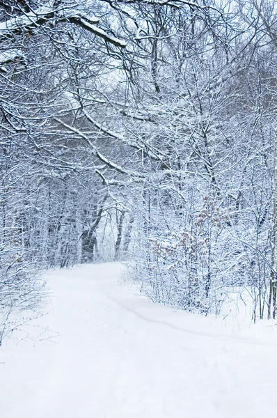 Pădure iarnă — Fotografie, imagine de stoc