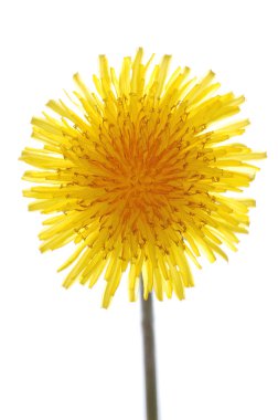 Dandelion on white clipart