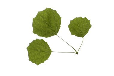 Close-up of one green white poplar leaves on white clipart