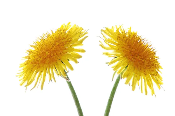 Two dandelions on white — Stock Photo, Image