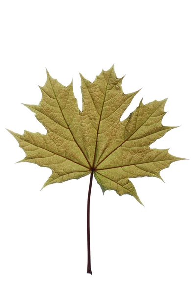 Detail jedné zelené javorový list na bílém — Stock fotografie