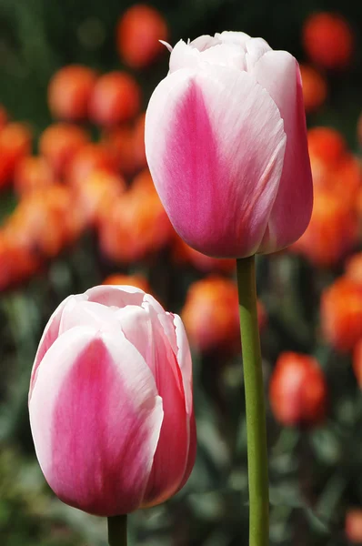 Indah tulip — Stok Foto
