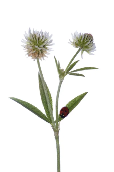 Närbild av växt av släkten Trifolium blommor med nyckelpiga — Stockfoto