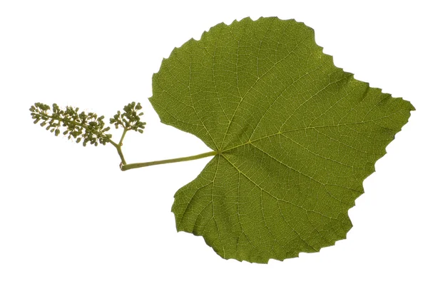 Close up of vine stem on white — Stock Photo, Image