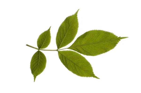 Szczelnie-do góry o jeden zielony liść na białym tle — Zdjęcie stockowe