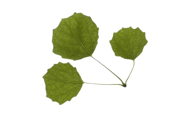Bliska jeden zielony Topola biała liście na białym tle — Zdjęcie stockowe