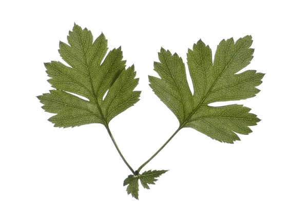 Close-up of two leaves of hawthorn on white — Stock Photo, Image