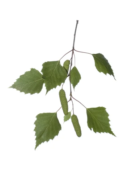 Close-up of white birch branch on white — Stock Photo, Image