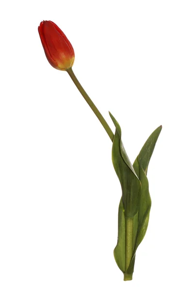 Червоний тюльпан — стокове фото