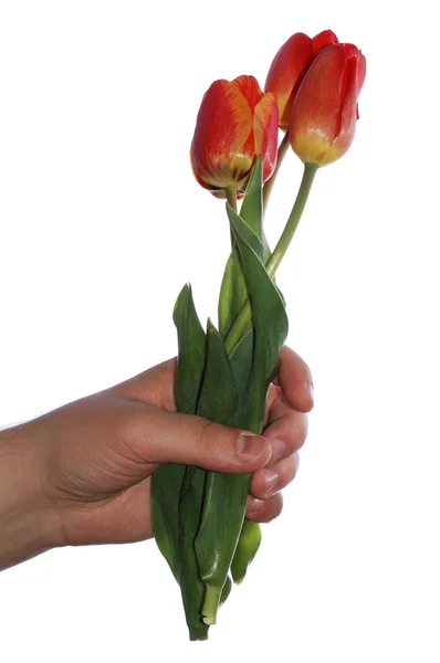 Tulipanes en mano aislados sobre fondo blanco — Foto de Stock