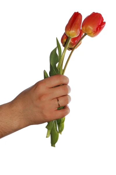Tulpen in hand geïsoleerd op witte achtergrond — Stockfoto