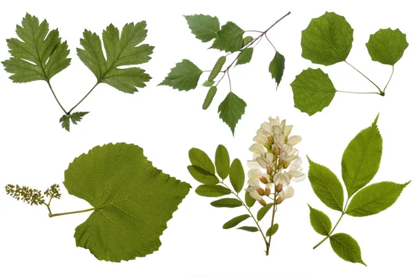 Collage of leaves — Stock Photo, Image