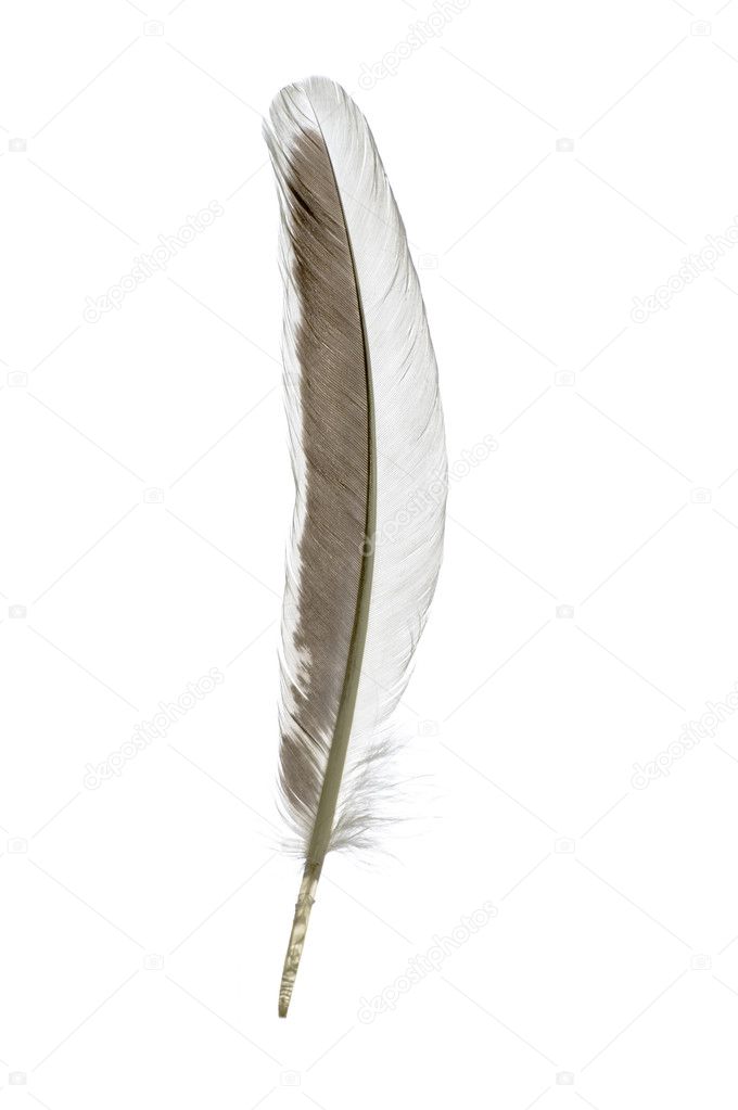 Single feather on white