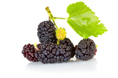 Mulberry clipart