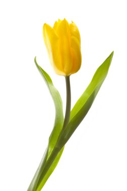 Yellow tulip on white clipart