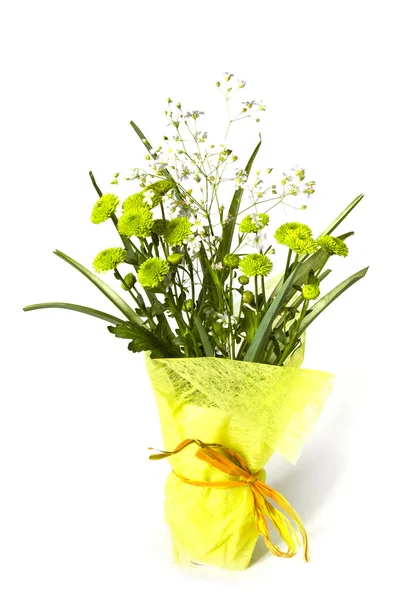 Зеленая хризантема — стоковое фото