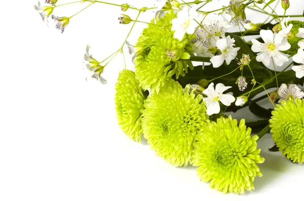绿菊花 — 图库照片