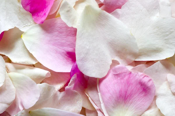 バラの花びらの背景 — ストック写真