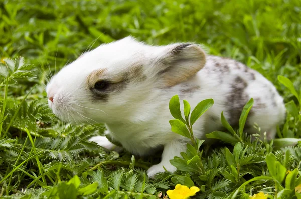 Rabbit child — Stock Photo, Image