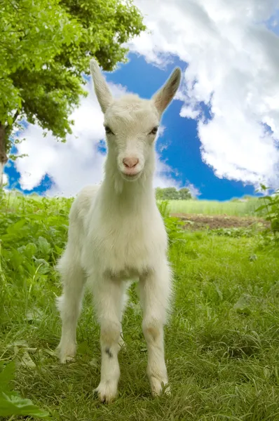 stock image Funny kid goat