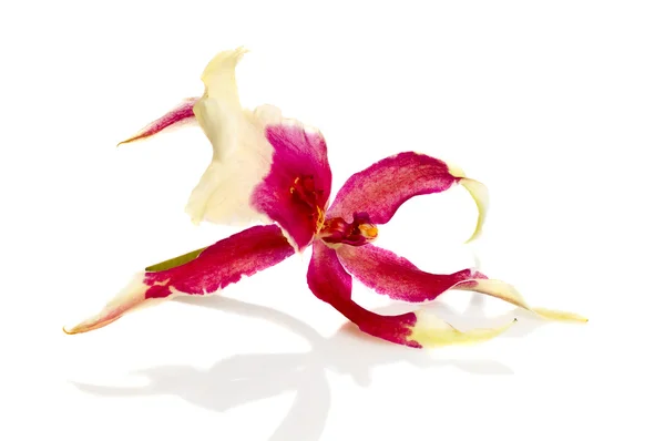 Izole orkide — Stok fotoğraf