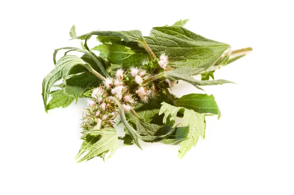 Herbal medicine: motherwort — Stock Photo, Image
