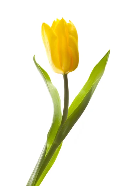 Gelbe Tulpe auf Weiß — Stockfoto