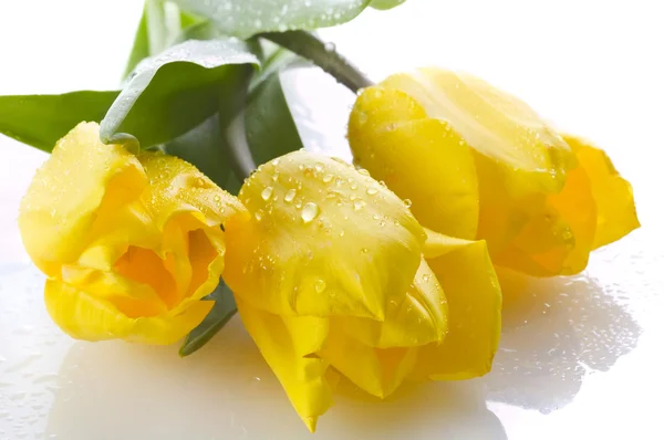 Три жовті тюльпани на білому — стокове фото