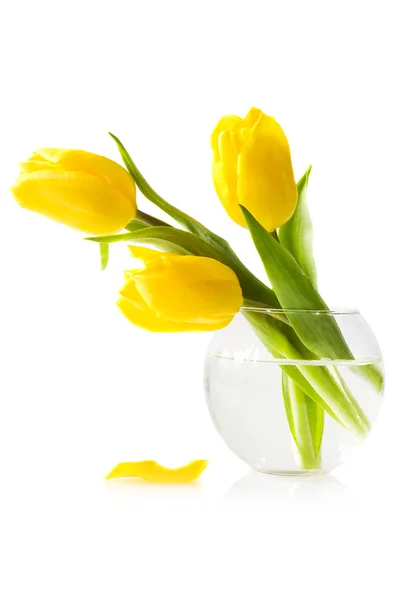 Três tulipas amarelas no branco — Fotografia de Stock