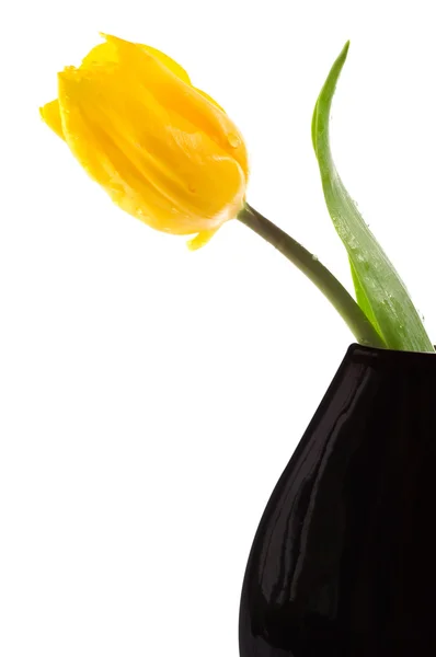 Желтый тюльпан на белом — стоковое фото
