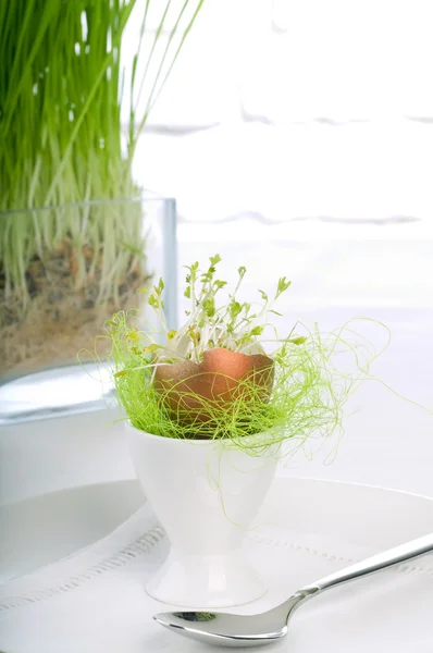 Ovos de Páscoa com agrião — Fotografia de Stock