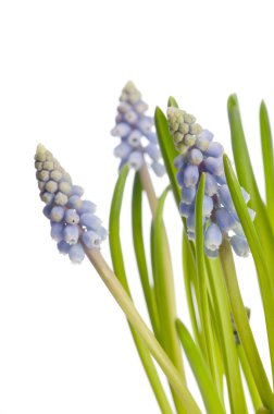 Muscari çiçek