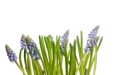 Muscari çiçek