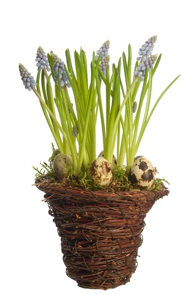 Muscari flower in pot — Stock Photo, Image