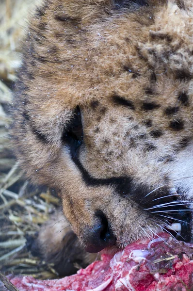 Cacciatore di ghepardi — Foto Stock
