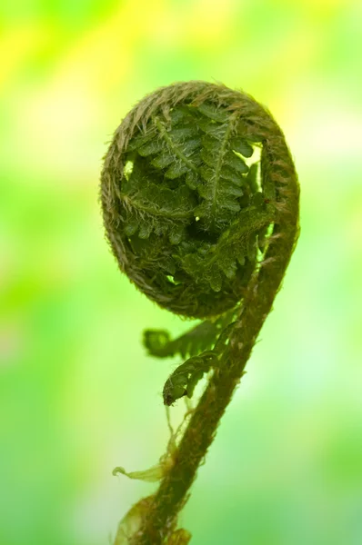 Helecho verde pequeño sobre fondo natural —  Fotos de Stock