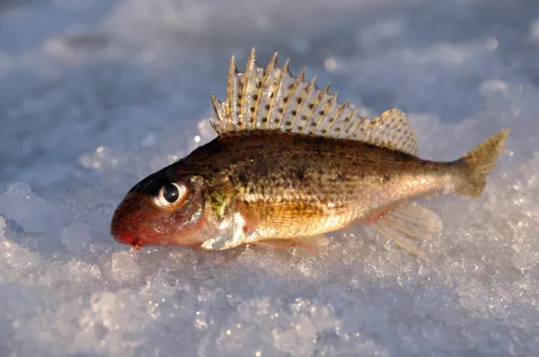 stock image Winter fishing - caught fish on ice