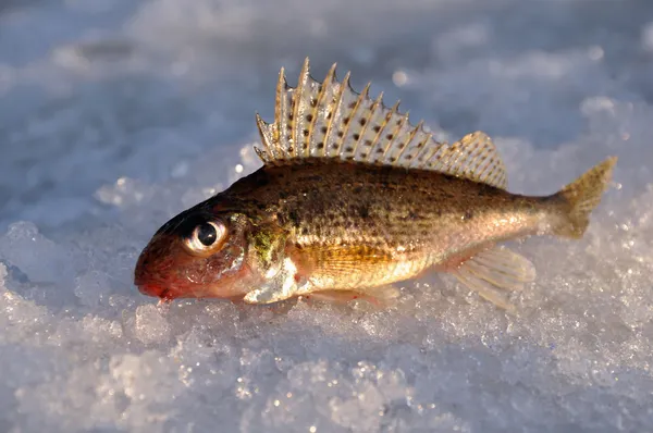 Kış balıkçılık - buzda balık yakaladı — Stok fotoğraf