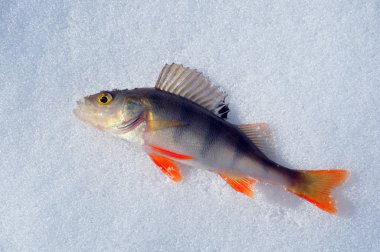 Kış balıkçılık - buzda balık yakaladı