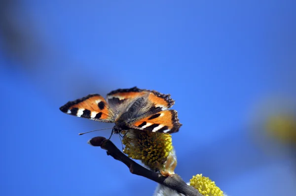 Der Schmetterling auf Ast sitzend — Stockfoto