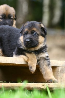 German shepherd puppy clipart