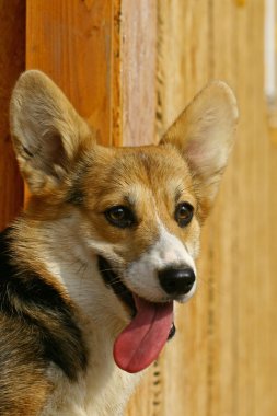 Corgi face clipart