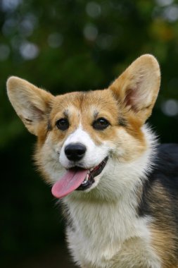 Corgi face clipart