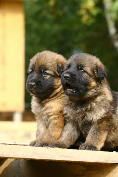 两个德国牧羊犬幼犬 — 图库照片