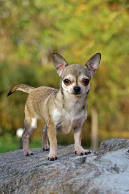 Chihuahua